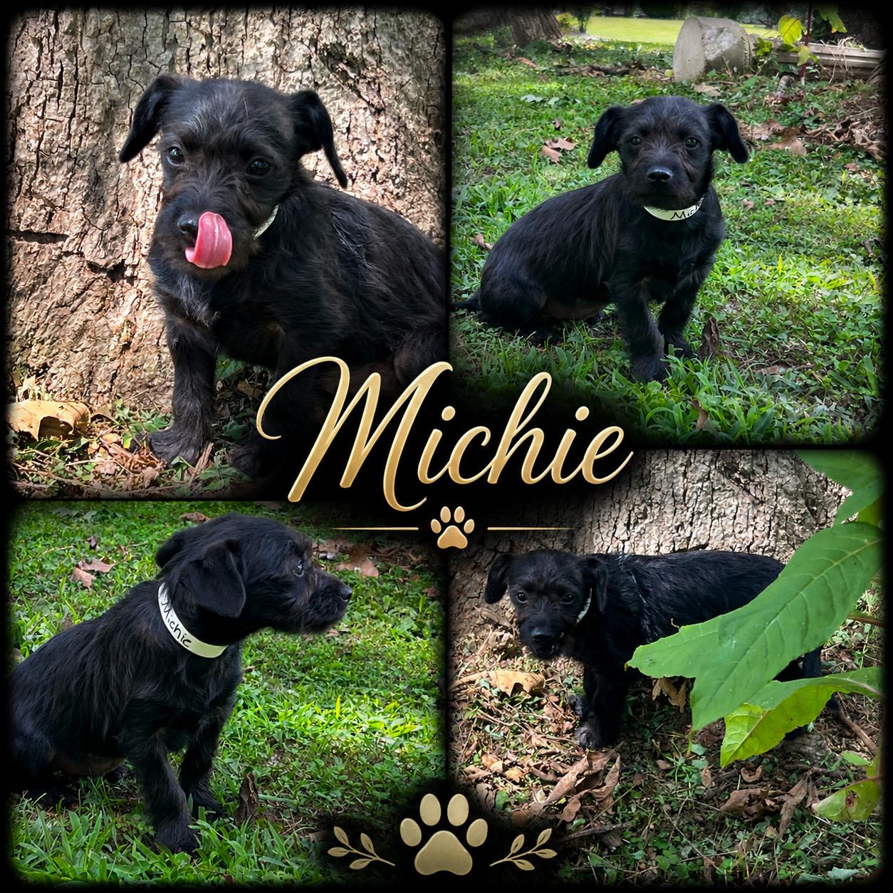 Michie, adopted, Young Female Terrier & Schnauzer.