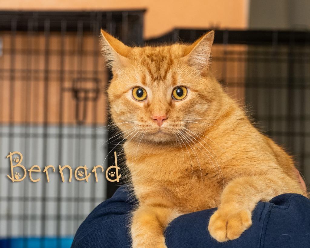 Enlarge Bernard , an adopted mixed breed in Somerset, PA image 1/1