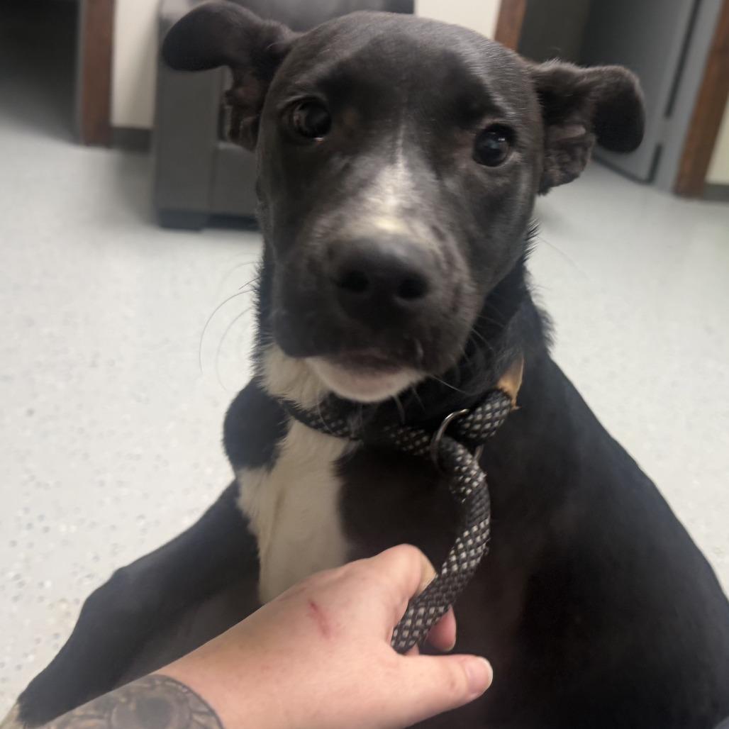 George, a Adoptable Terrier in Marion, VA image 1/5