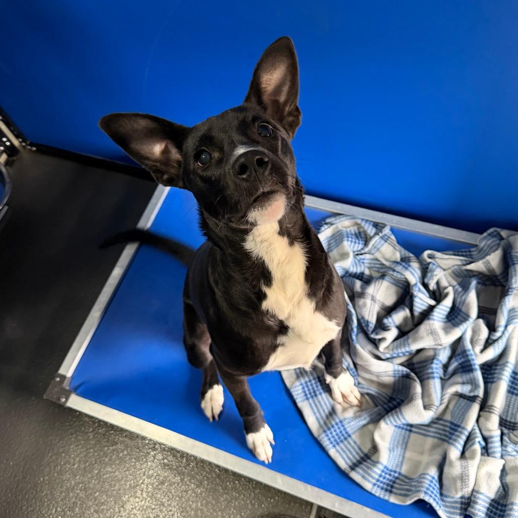 George, a Adoptable Terrier in Marion, VA image 2/5