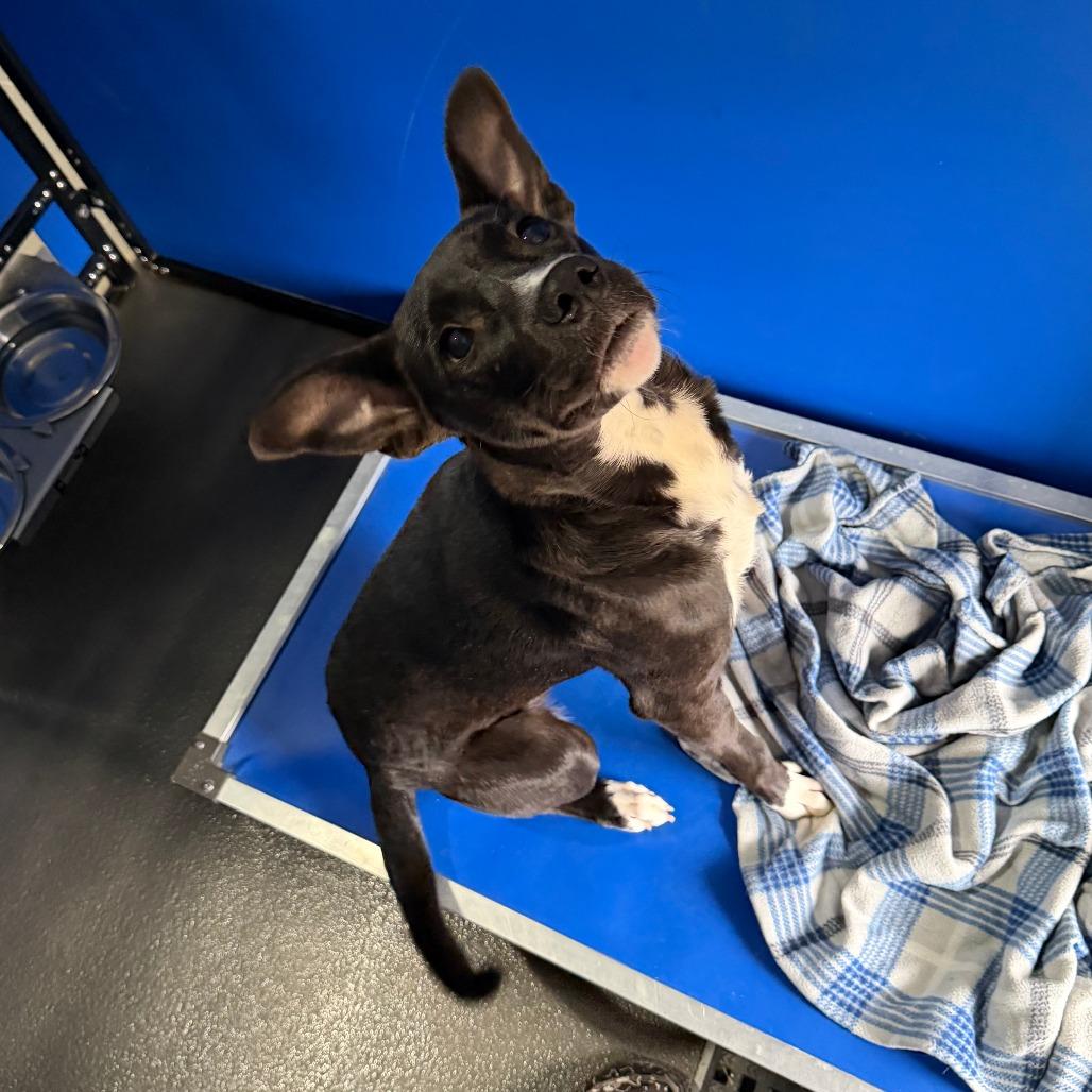 George, a Adoptable Terrier in Marion, VA image 3/5