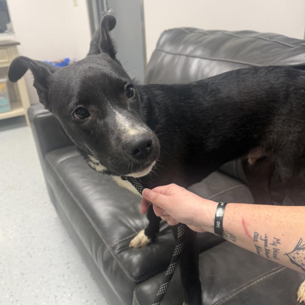 George, a Adoptable Terrier in Marion, VA image 4/5