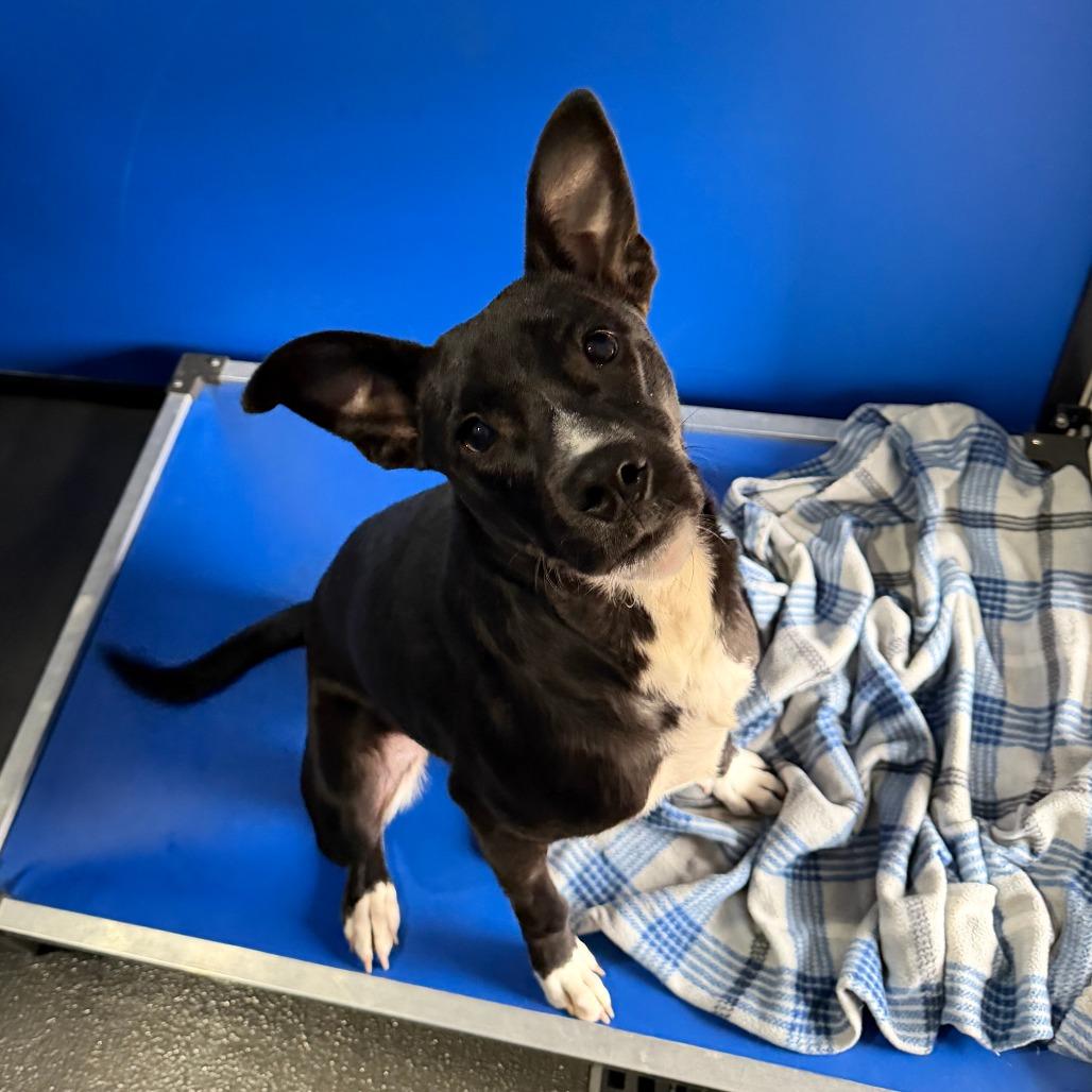 George, a Adoptable Terrier in Marion, VA image 5/5