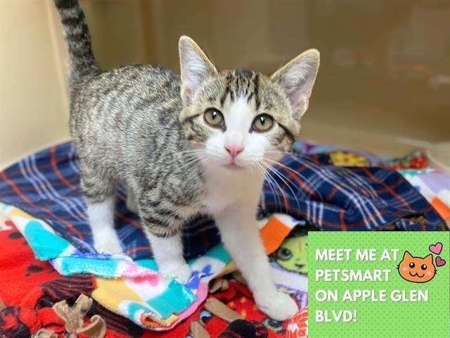 Enlarge MINNIE MOUSE, a Adoptable Domestic Short Hair in Fort Wayne, IN image 1/1