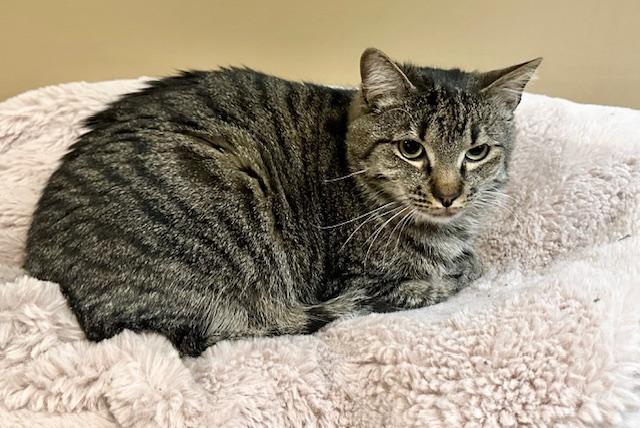 Tyson & Cole, a Adoptable mixed breed image 5/6