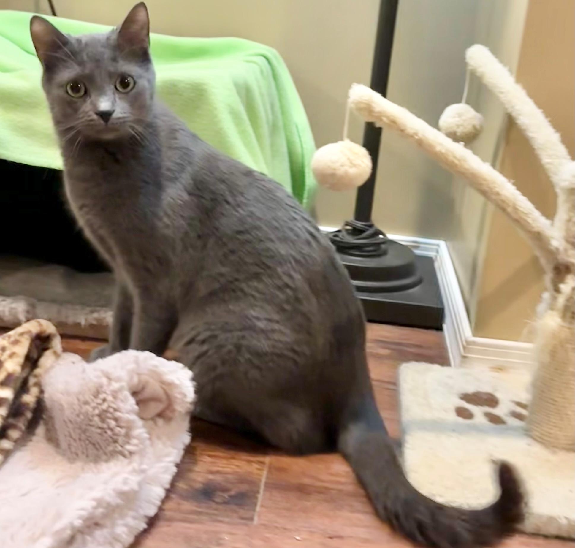 Tyson & Cole thumbnail 3