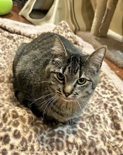 Tyson & Cole, a Adoptable mixed breed image 2/6