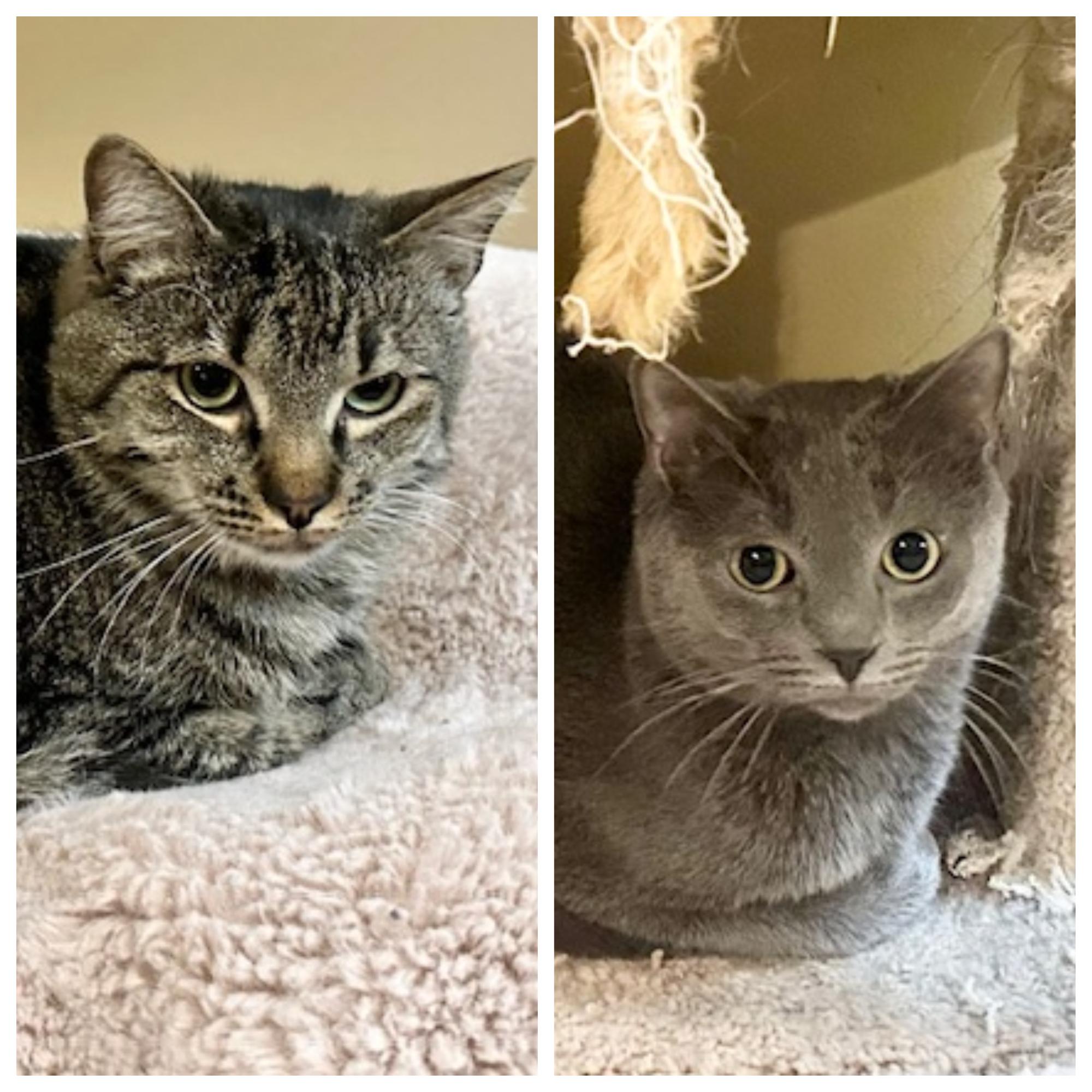 Tyson & Cole, Adoptable, Young Male Tabby & Russian Blue.