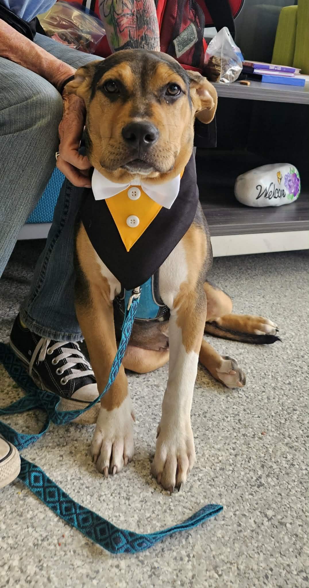 Enlarge Dopey, an adopted mixed breed in Tyler, TX image 1/5