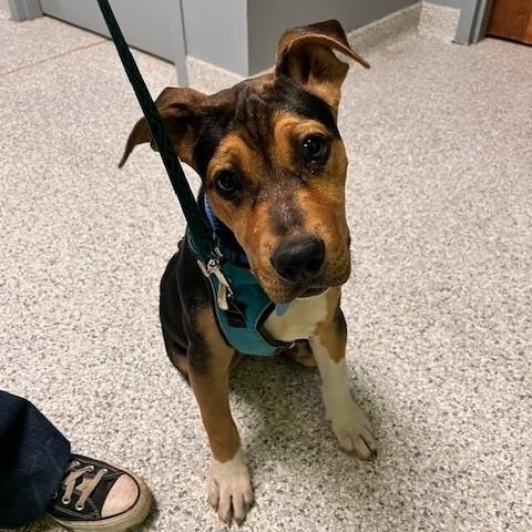 Enlarge Dopey, an adopted mixed breed in Tyler, TX image 2/5