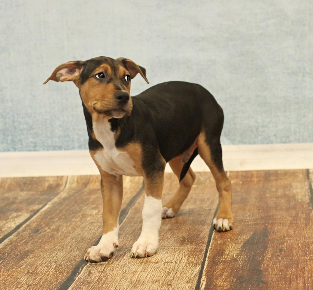 Enlarge Dopey, an adopted mixed breed in Tyler, TX image 3/5