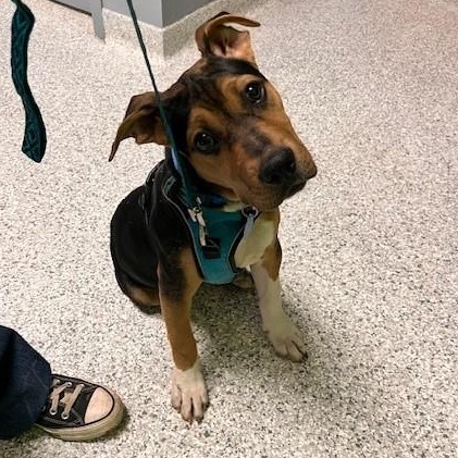 Enlarge Dopey, an adopted mixed breed in Tyler, TX image 4/5
