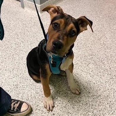Enlarge Dopey, an adopted mixed breed in Tyler, TX image 5/5