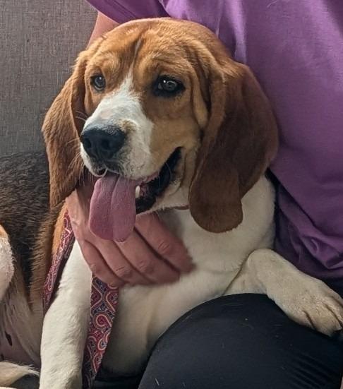 Beagle Juice, Adopted, Young Male Beagle.