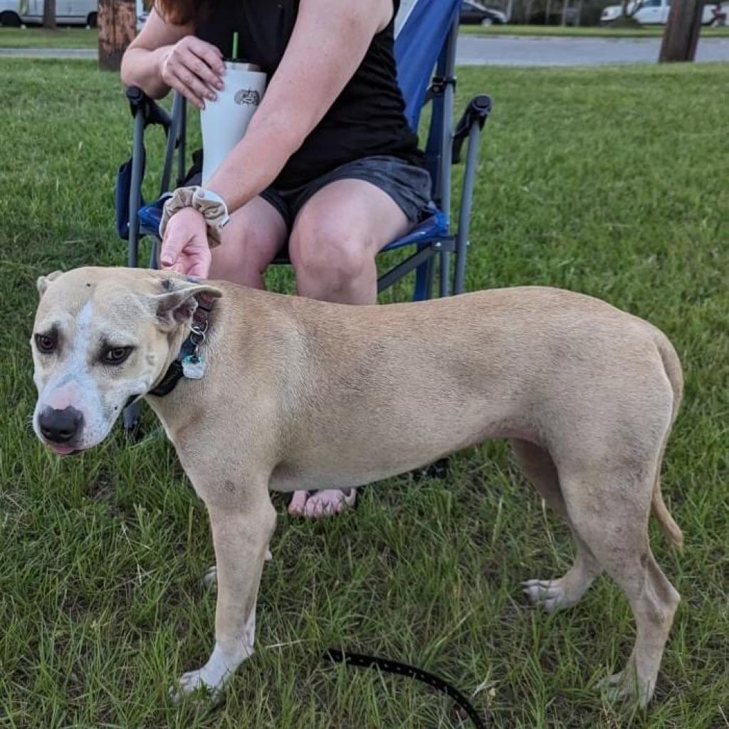 Casey, Adoptable, Adult Female Mixed Breed.