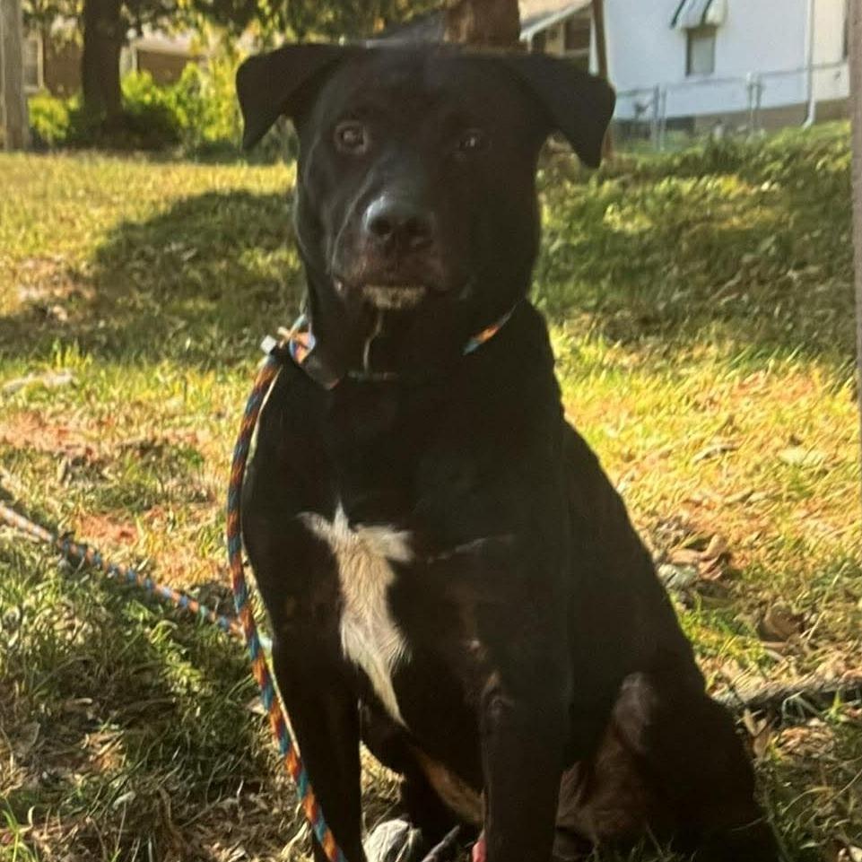 Monte, a Adoptable mixed breed image 1/6