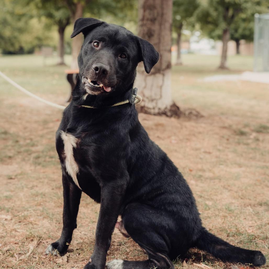Monte, a Adoptable mixed breed image 2/6