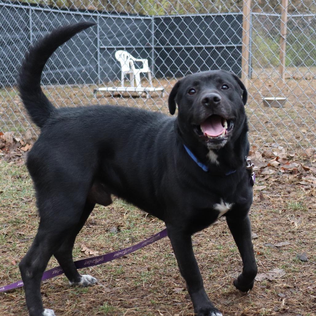 Monte, a Adoptable mixed breed image 3/6