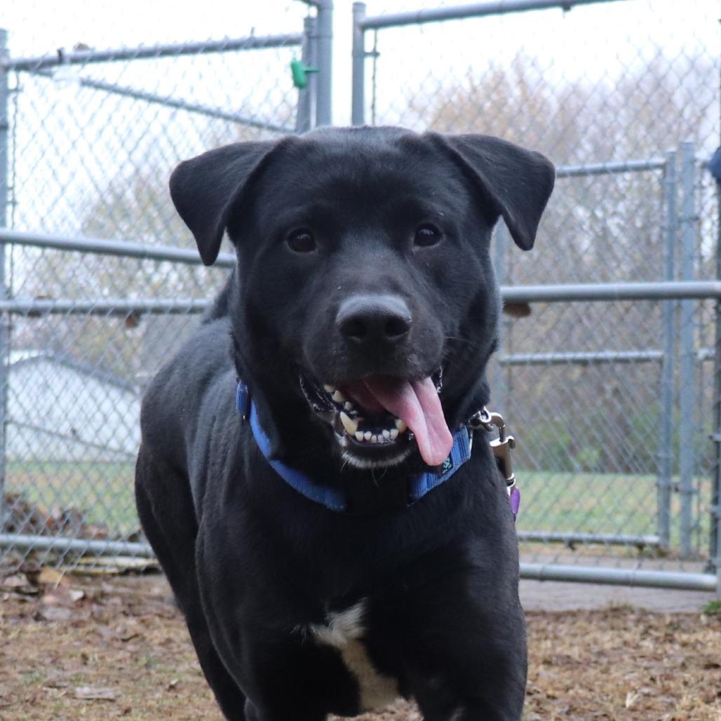 Monte, a Adoptable mixed breed image 4/6
