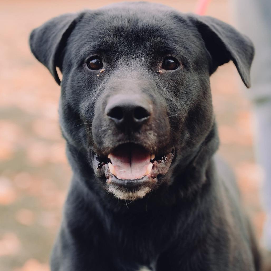 Monte, a Adoptable mixed breed image 5/6