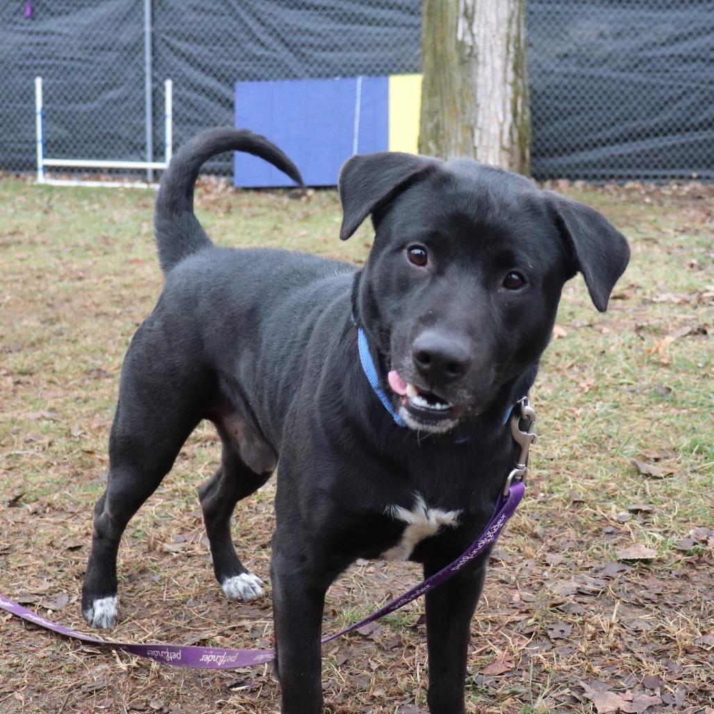 Monte, a Adoptable mixed breed image 6/6