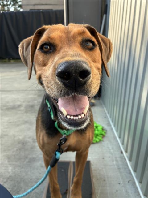 MR BEAR**, Adopted, Young Male Hound & Mixed Breed.