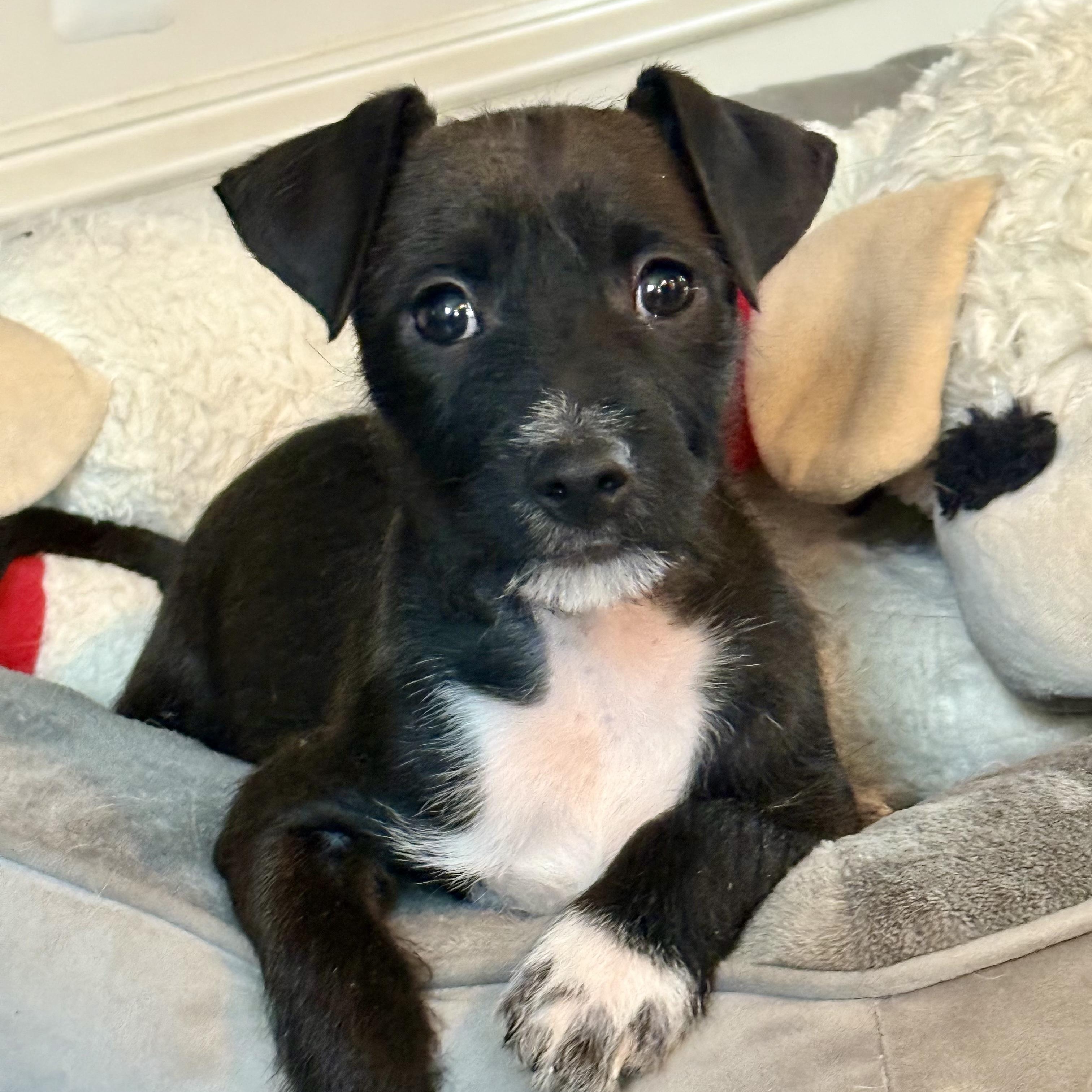 Enlarge Zen, a ADOPTABLE mixed breed in Mahwah, NJ image 1/4