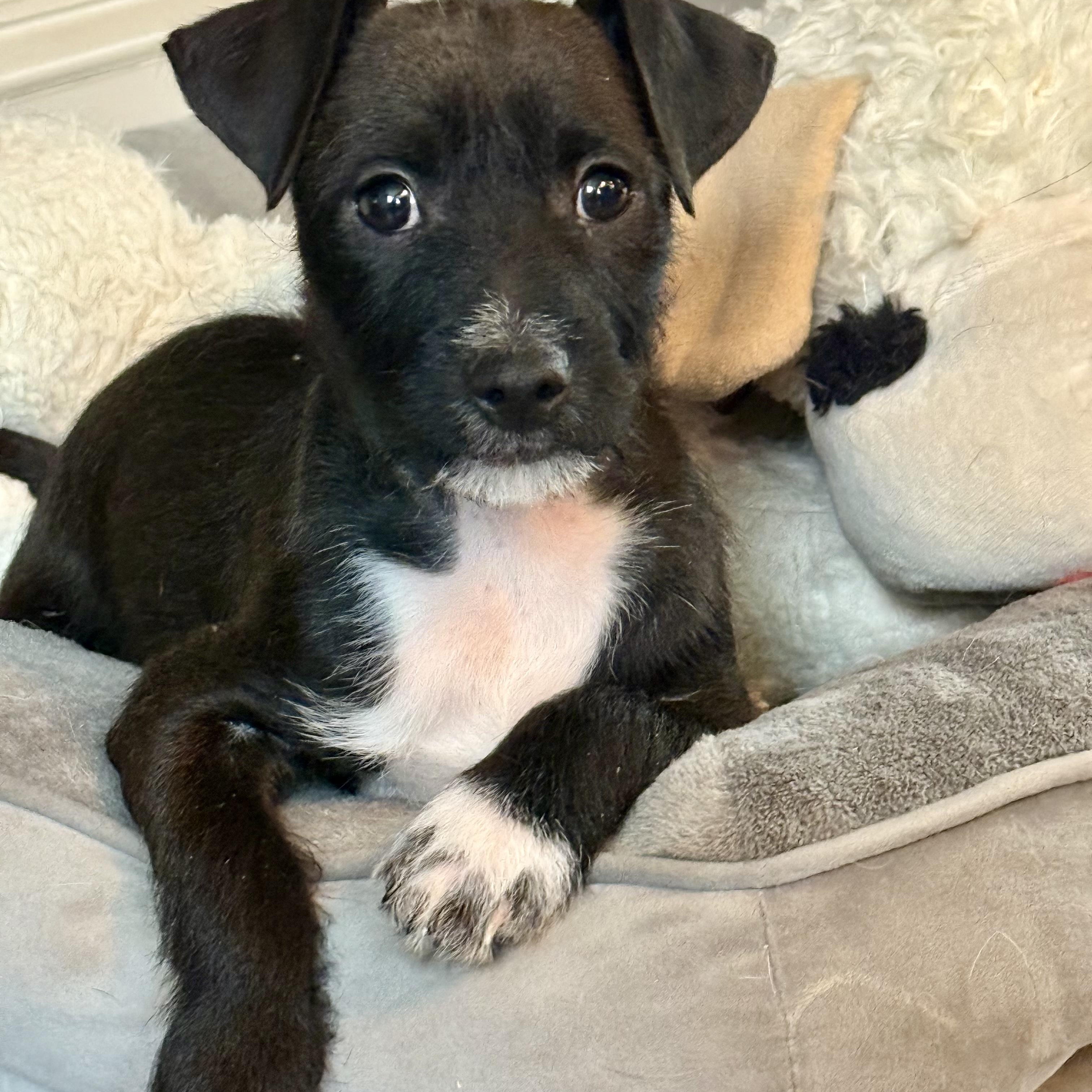 Enlarge Zen, a ADOPTABLE mixed breed in Mahwah, NJ image 3/4