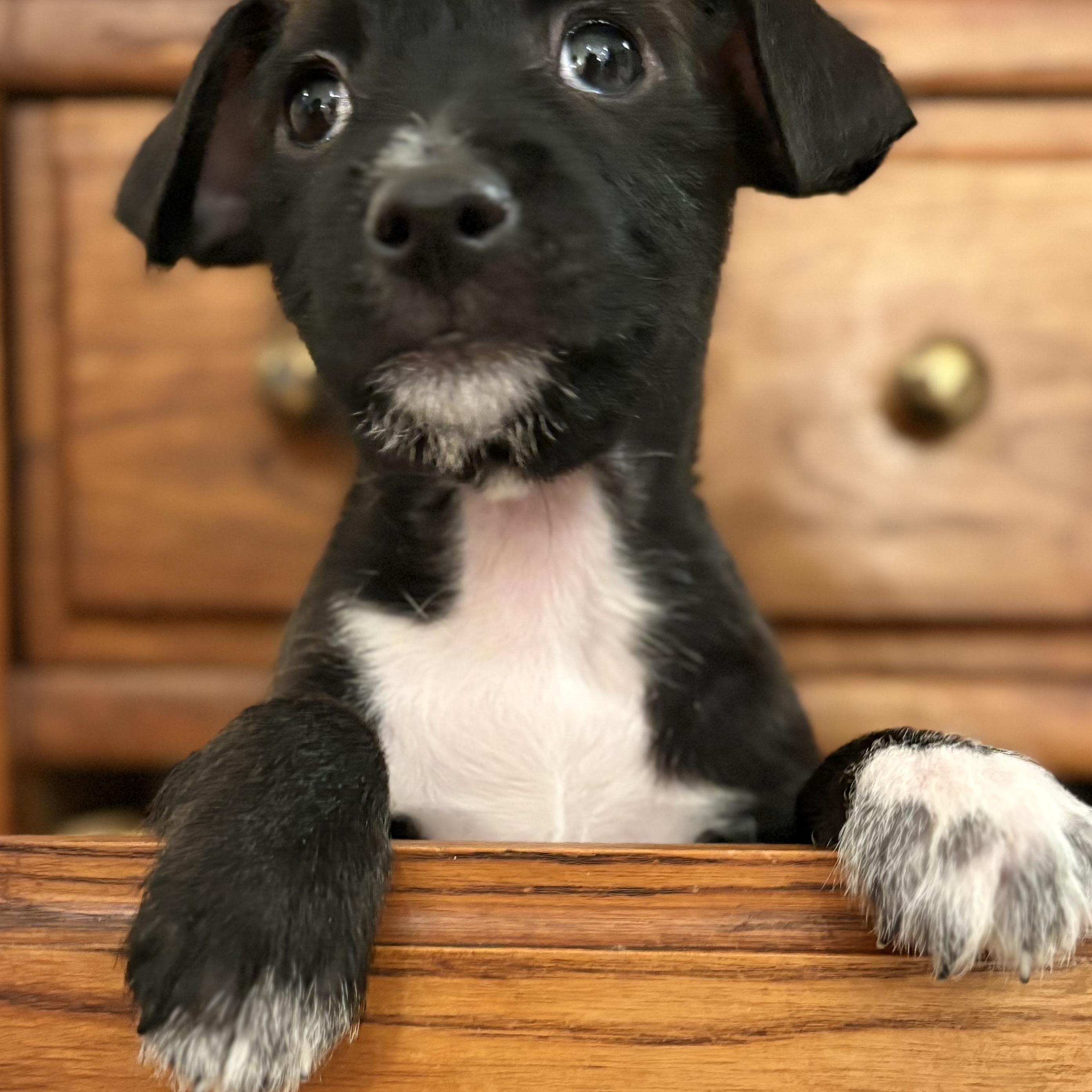 Enlarge Zen, a ADOPTABLE mixed breed in Mahwah, NJ image 2/4