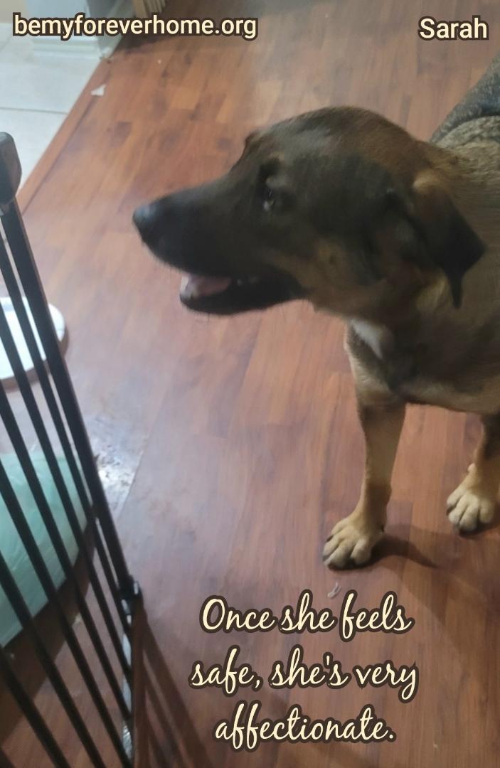 Enlarge Sarah, a Adoptable mixed breed in Plano, TX image 1/6