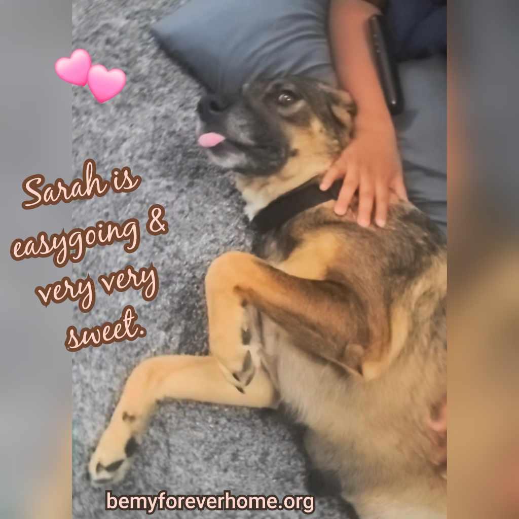 Enlarge Sarah, a Adoptable mixed breed in Plano, TX image 2/6