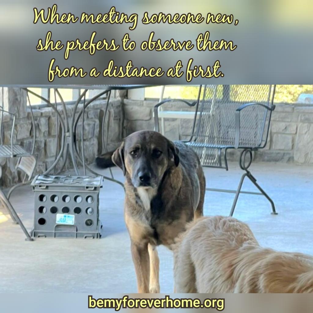 Enlarge Sarah, a Adoptable mixed breed in Plano, TX image 3/6