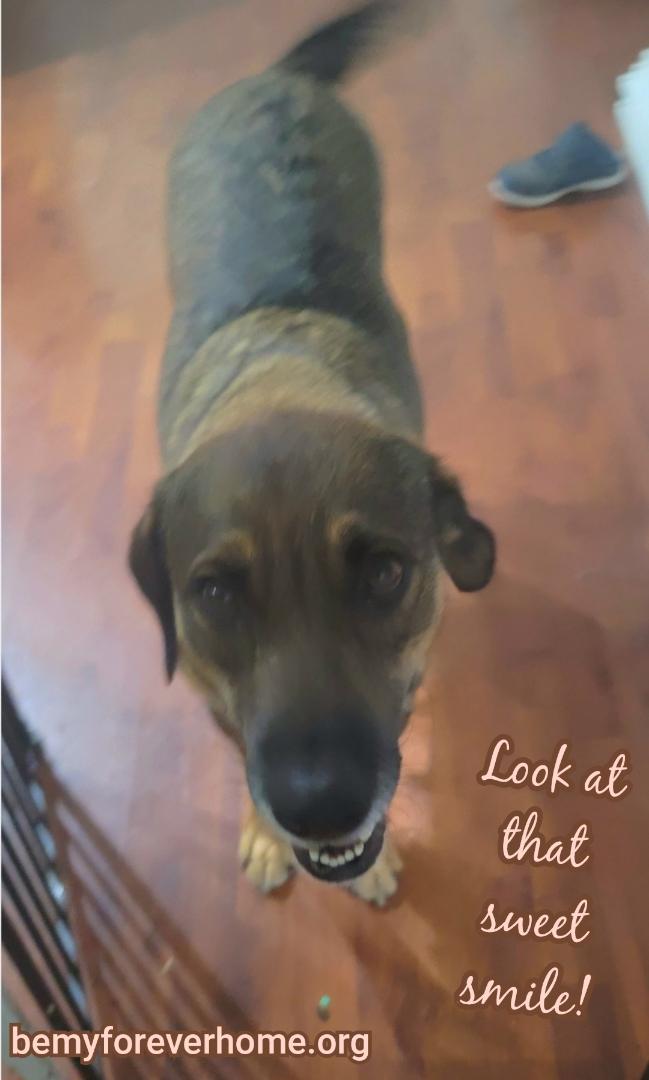 Enlarge Sarah, a Adoptable mixed breed in Plano, TX image 4/6