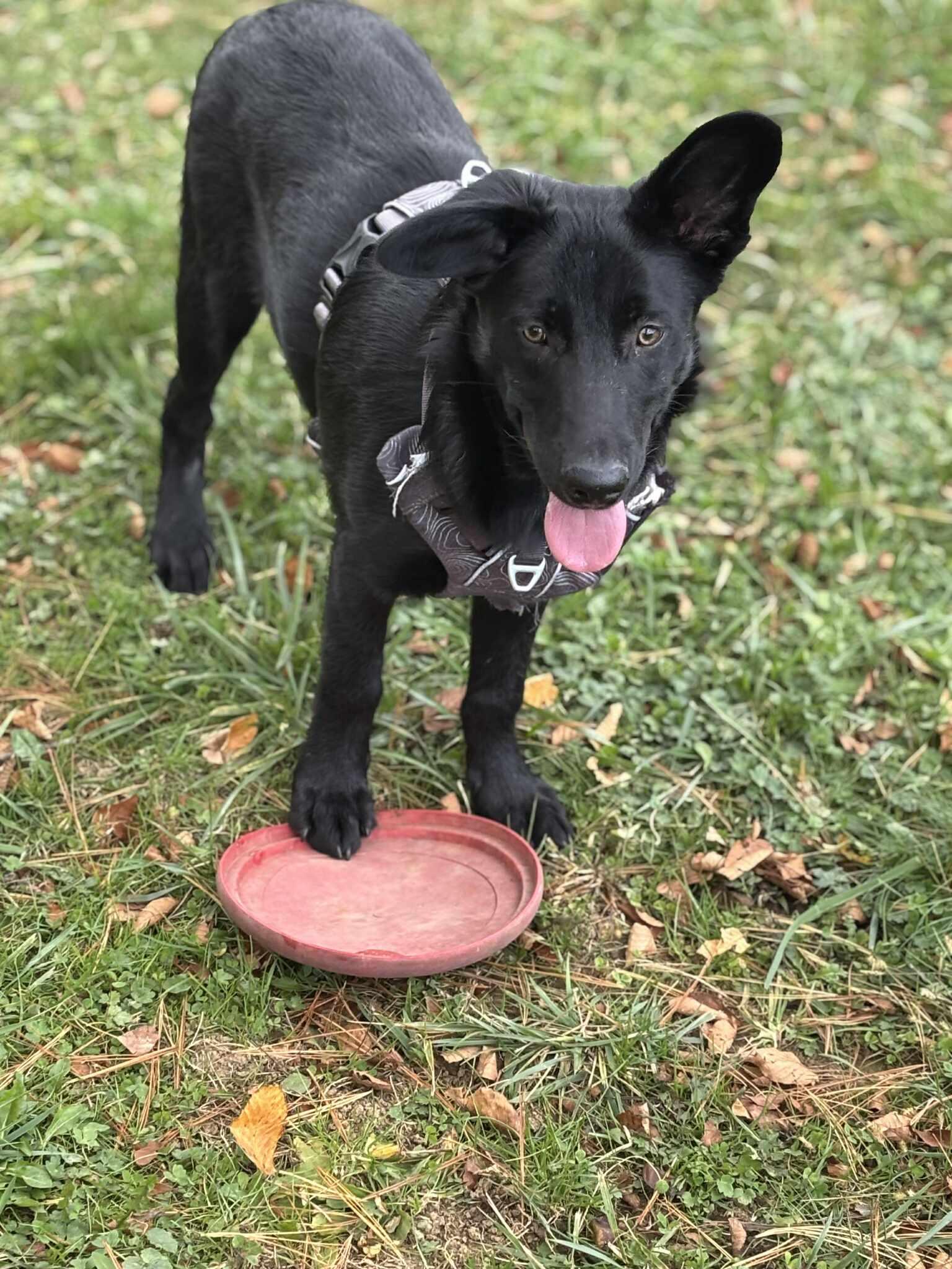 Broccolini, a Adoptable mixed breed in Newland, NC image 2/4