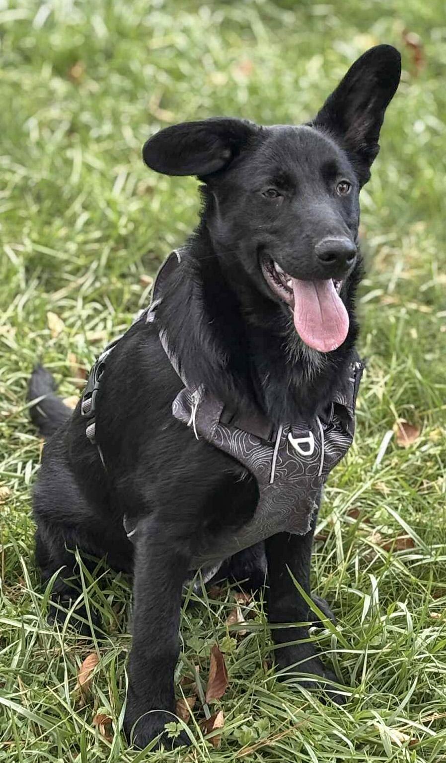 Broccolini, Adoptable, Young Male Belgian Shepherd / Malinois & Border Collie.