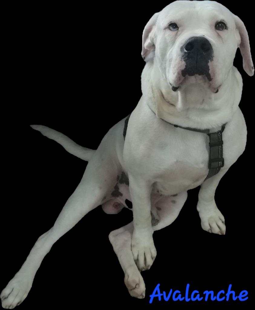Enlarge AVALANCHE, a Adopted Bull Terrier in Marianna, FL image 1/1