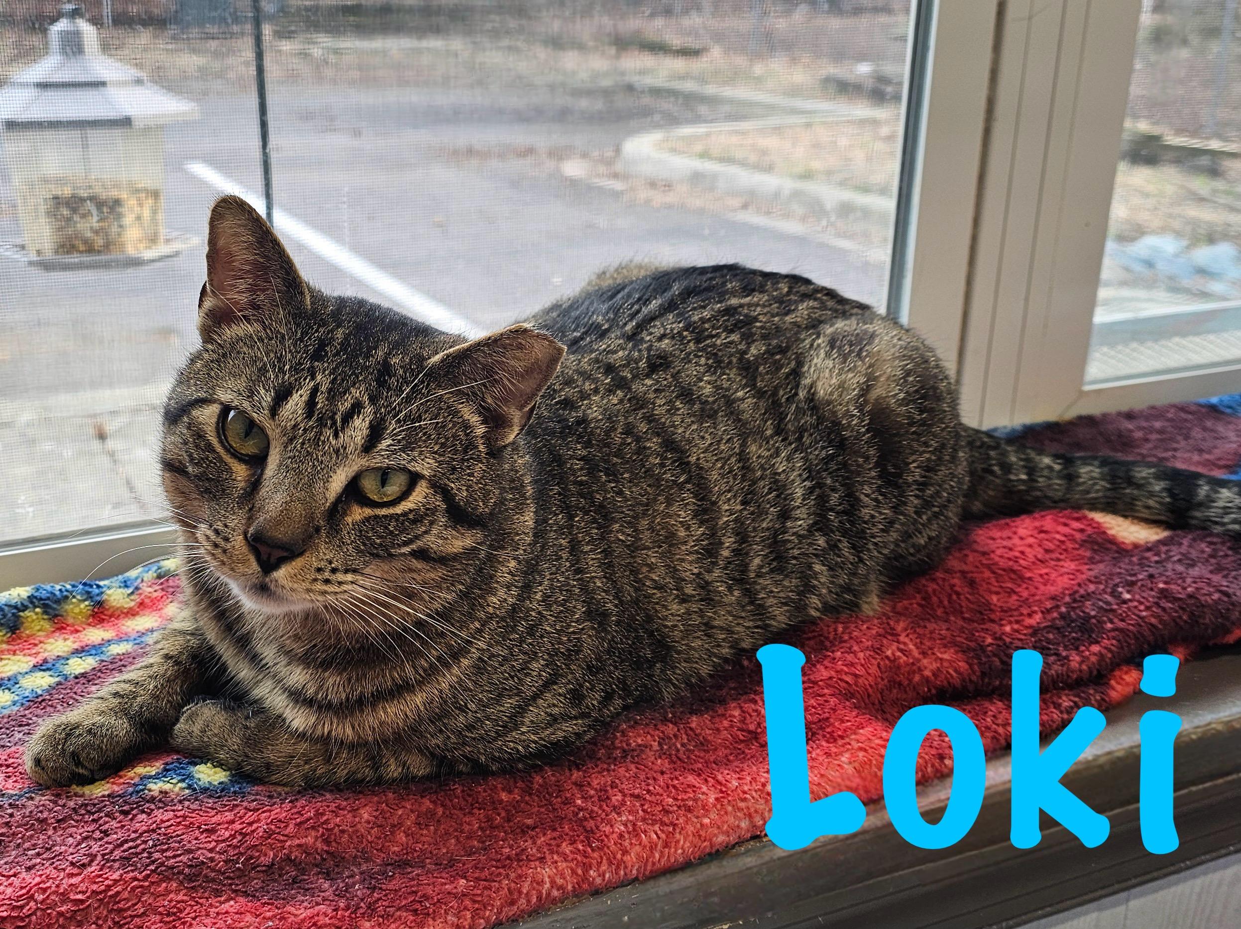 Enlarge Loki, a ADOPTABLE Domestic Short Hair in Prince Frederick, MD image 2/4