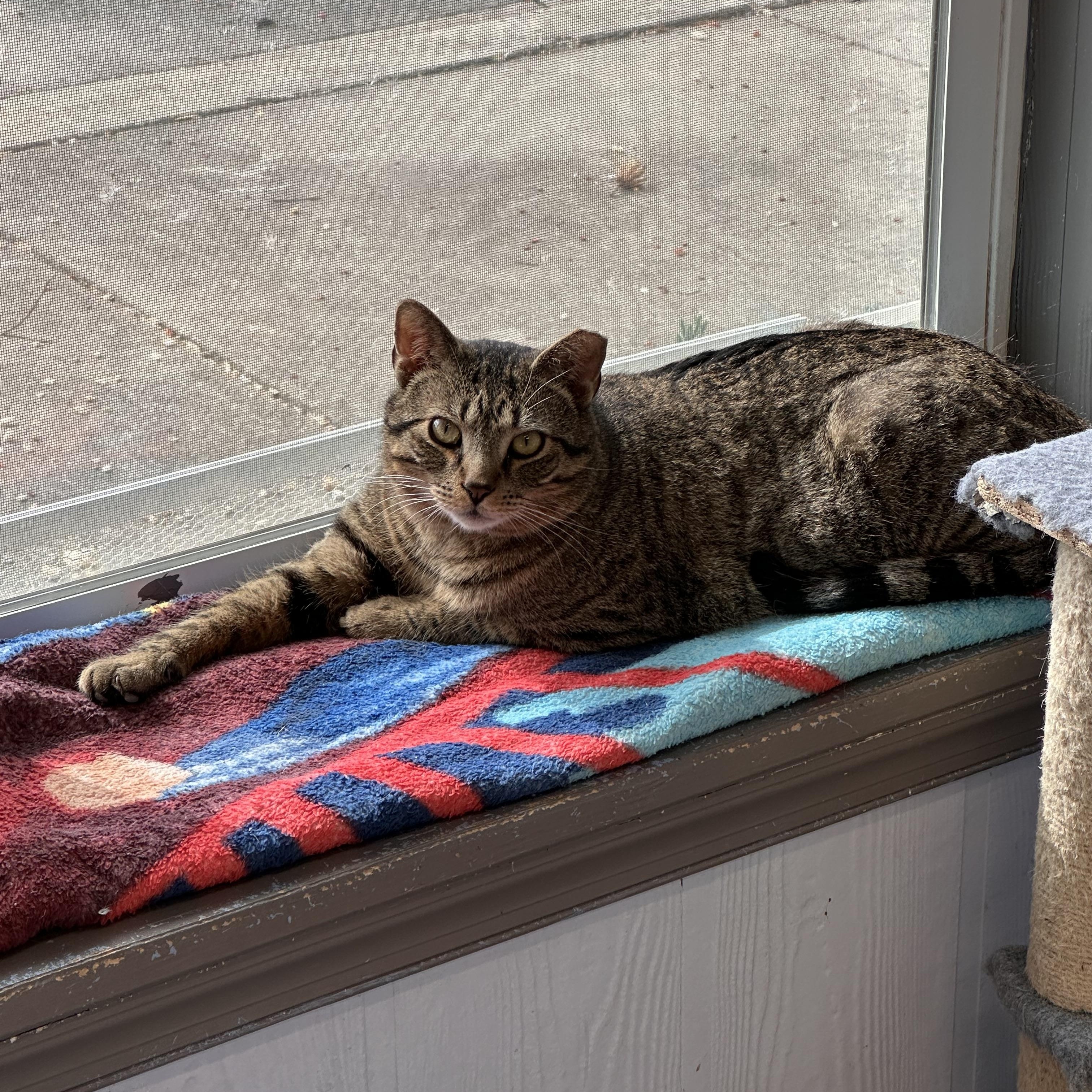 Enlarge Loki, a ADOPTABLE Domestic Short Hair in Prince Frederick, MD image 4/4