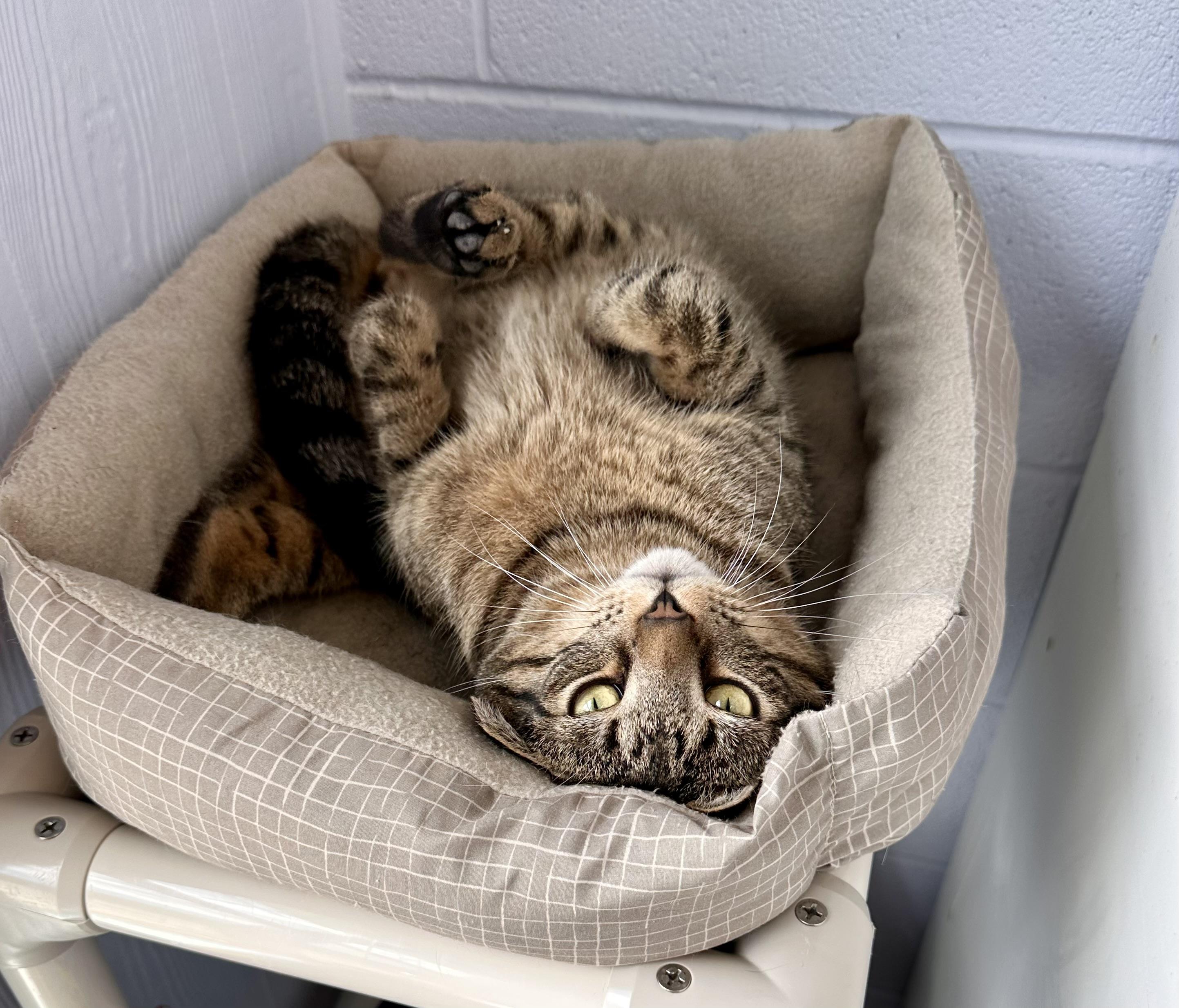 Enlarge Loki, a ADOPTABLE Domestic Short Hair in Prince Frederick, MD image 1/4