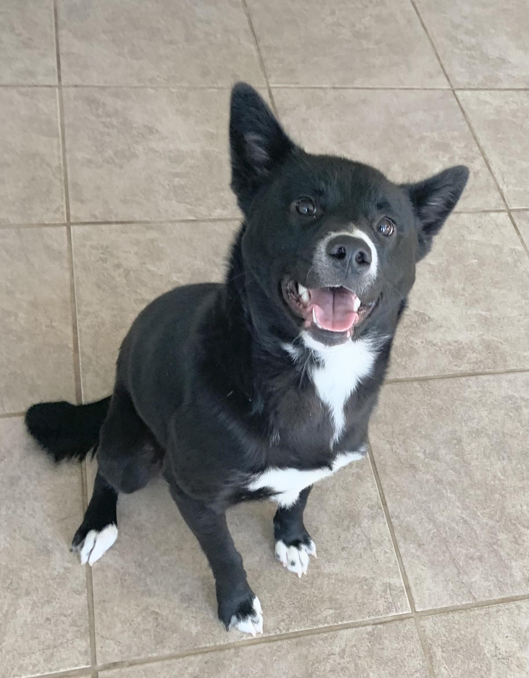 Oreo, ADOPTABLE, Young Male Border Collie.