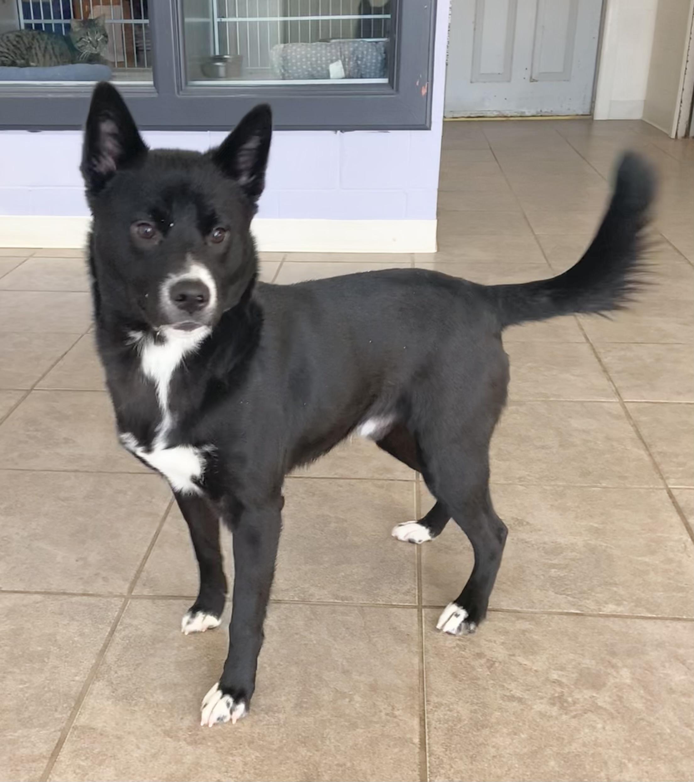 Enlarge Oreo, a ADOPTABLE mixed breed in Massena, NY image 2/2