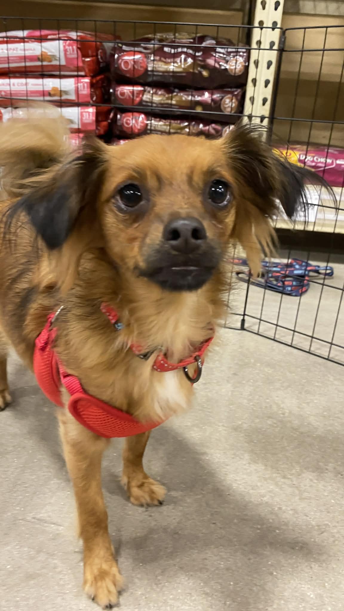 Enlarge PRINCE, a Adoptable mixed breed in Largo, FL image 2/6