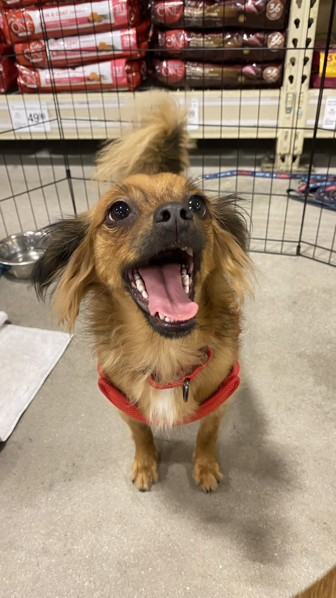 Enlarge PRINCE, a Adoptable mixed breed in Largo, FL image 3/6