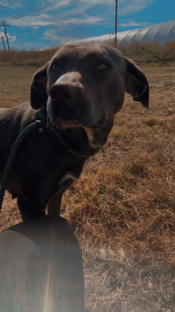 Enlarge Sandy, a Adoptable mixed breed in Erwin, TN image 1/1