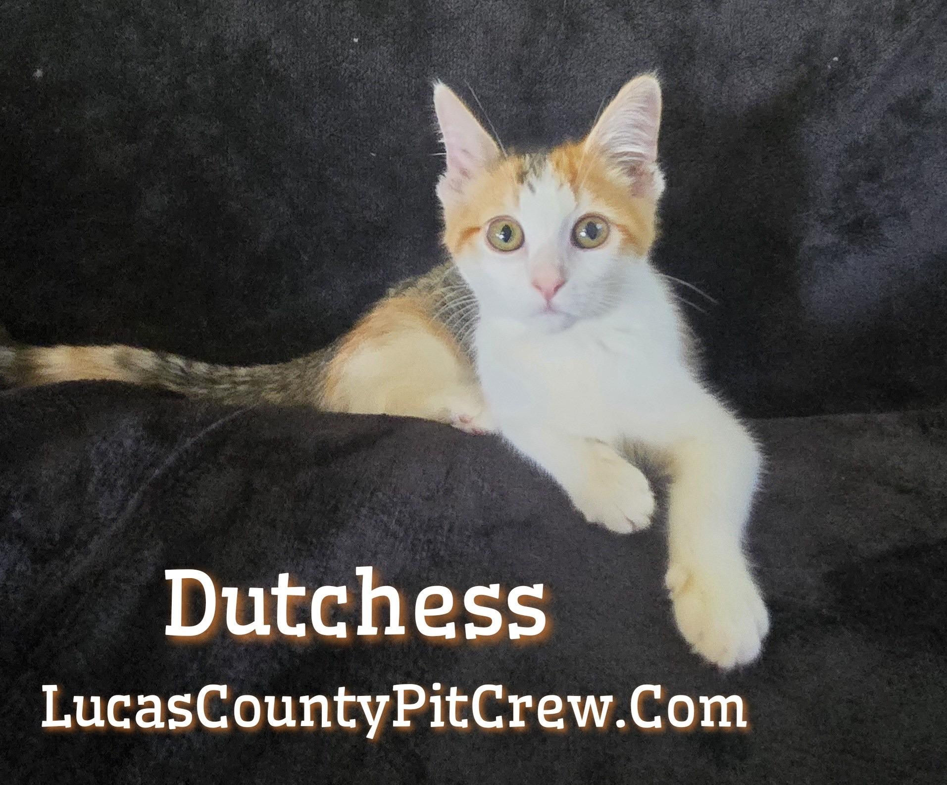Dutchess