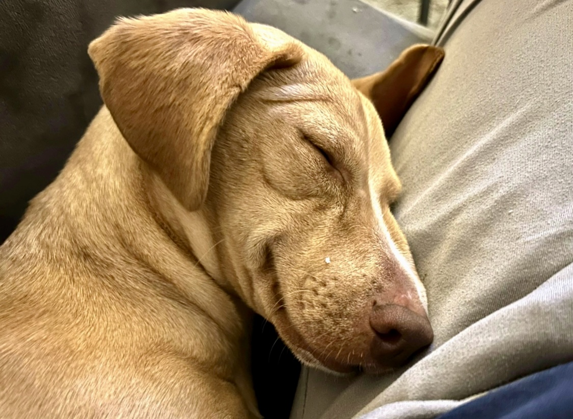 Enlarge M A R L E Y, a Adopted mixed breed in Redondo Beach , CA image 1/5