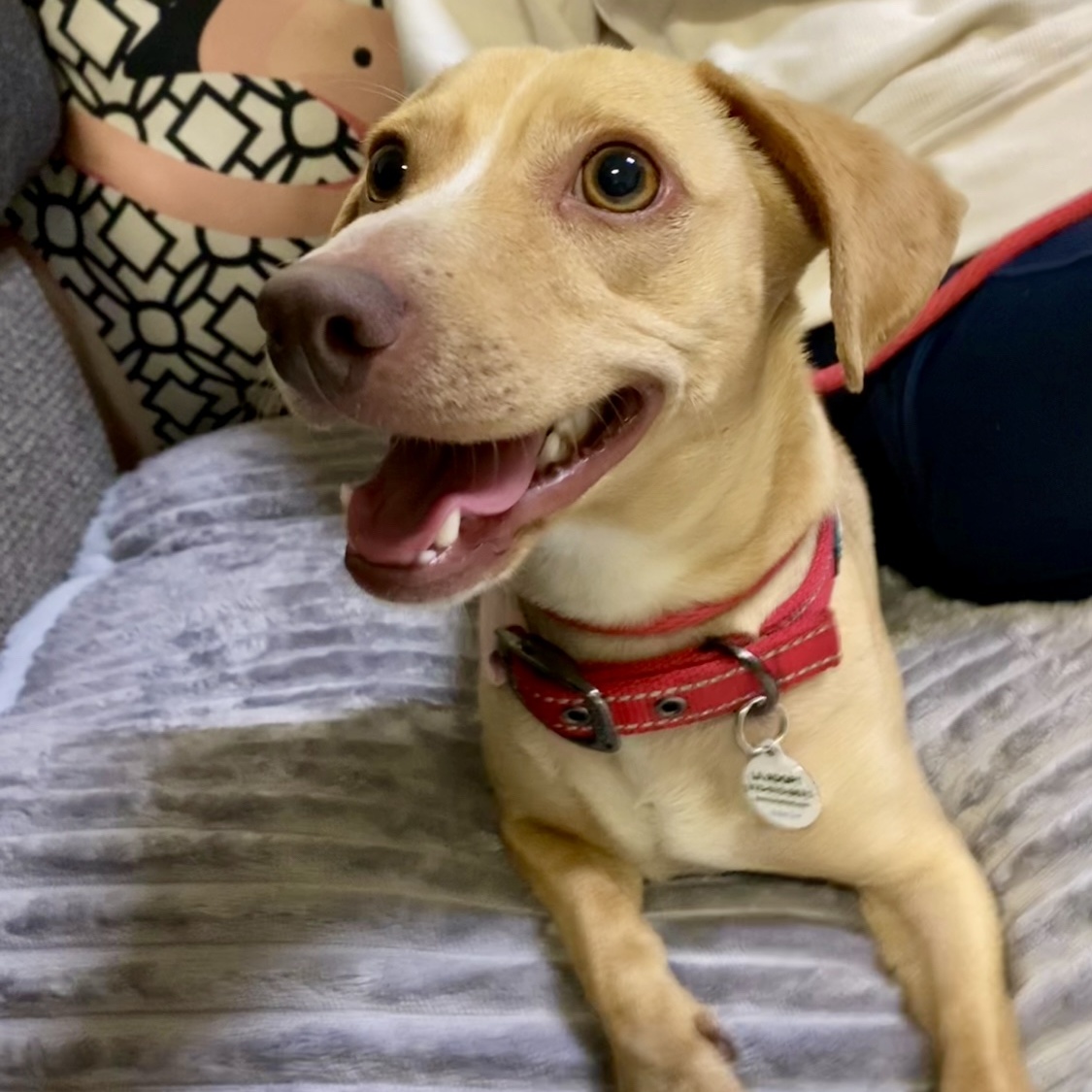 Enlarge M A R L E Y, a Adopted mixed breed in Redondo Beach , CA image 4/5