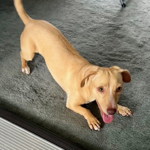 Enlarge M A R L E Y, a Adopted mixed breed in Redondo Beach , CA image 2/5