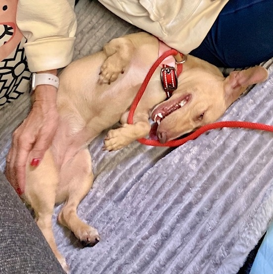 Enlarge M A R L E Y, a Adopted mixed breed in Redondo Beach , CA image 3/5