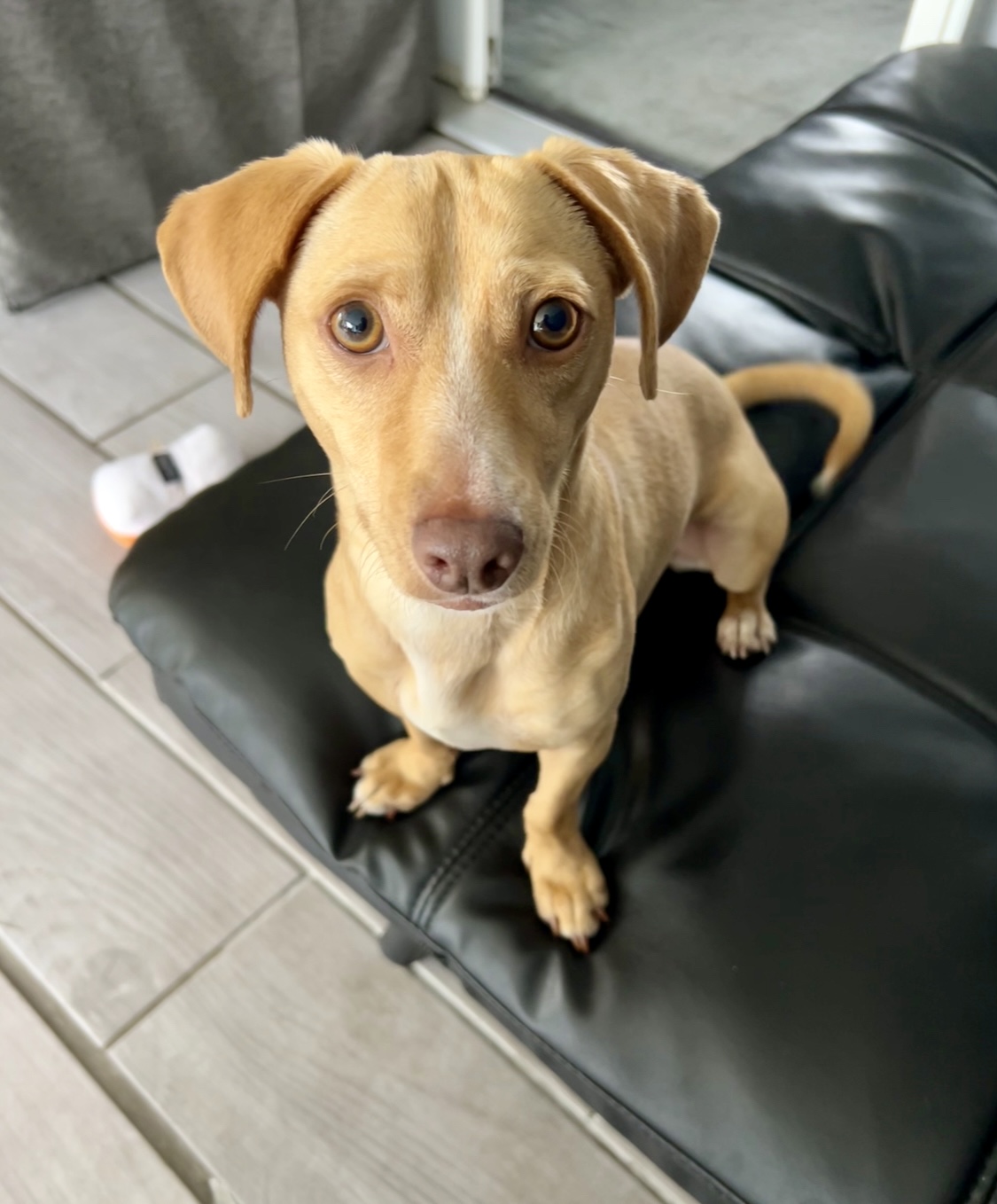 Enlarge M A R L E Y, a Adopted mixed breed in Redondo Beach , CA image 5/5